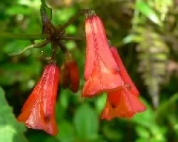 flores tapanti
