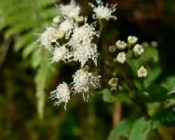 flores tapanti