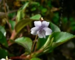 flores tapanti