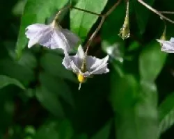 mini flor