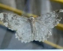en mi ventana