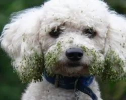 saben de quien es este perro