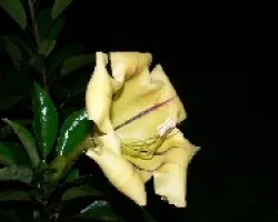 esta es la flor