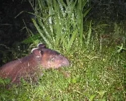 danto