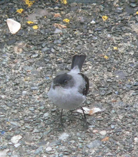 Foto