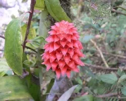 bromelia