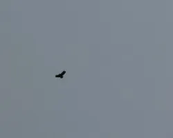 aguila??????
