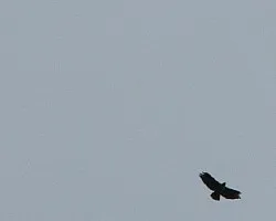 aguila??????