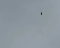 aguila??????