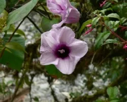 flor silvestre