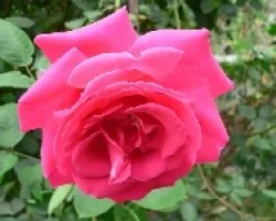rosa