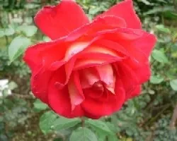rosa