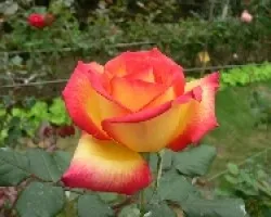rosa