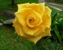 rosar