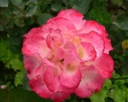rosa
