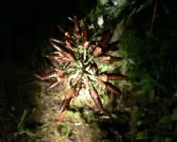 bromelia en boton