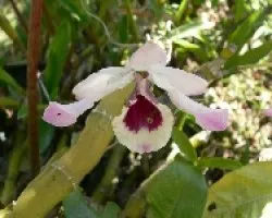 gusanillo en mi dendrobium