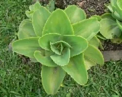 crasuula
