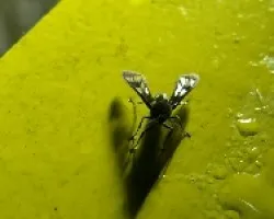 palomilla nocturna