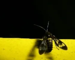 palomilla nocturna