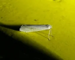 blanquita nocturna