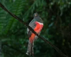 Trogon collaris