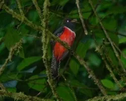 Trogon collaris