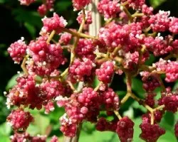 parecen moras