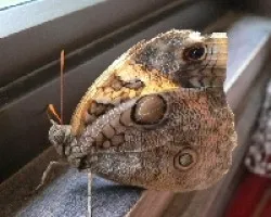 Mariposa en mi ventana