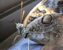 Mariposa en mi ventana