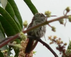 Colibri