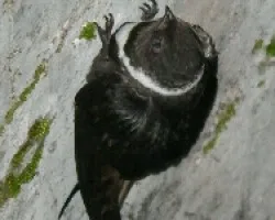 Streptoprocne zonaris
