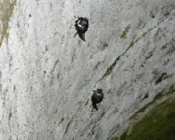 Streptoprocne zonaris