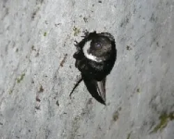 Streptoprocne zonaris
