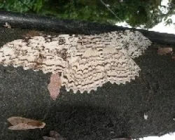 tisania