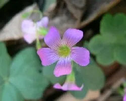 florecilla silvestre
