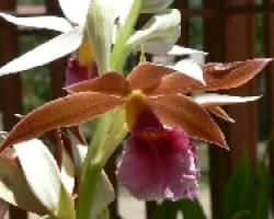 en mi jardin