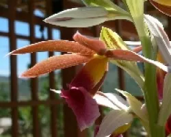 en mi jardin