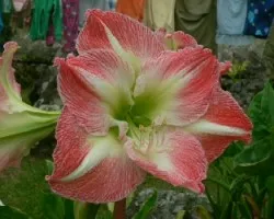 clavelon rosado