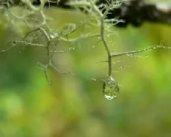 liquen