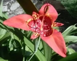 liro rojo