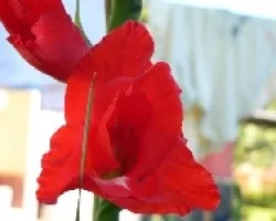 gladiolo roja