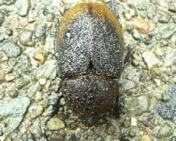 hembra de cornizuelo