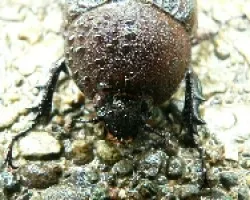 hembra de cornizuelo
