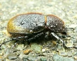 hembra de cornizuelo
