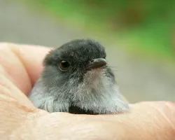 ave en mi mano