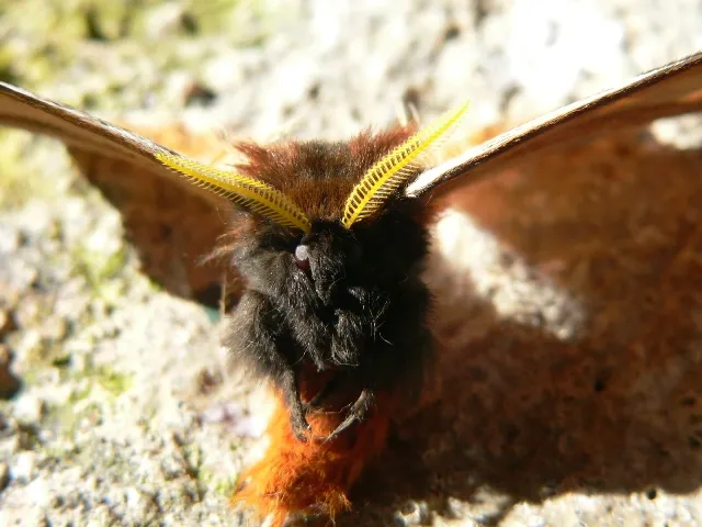 Foto