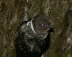 Streptoprocne zonaris