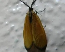polilla
