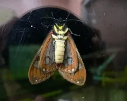 polilla